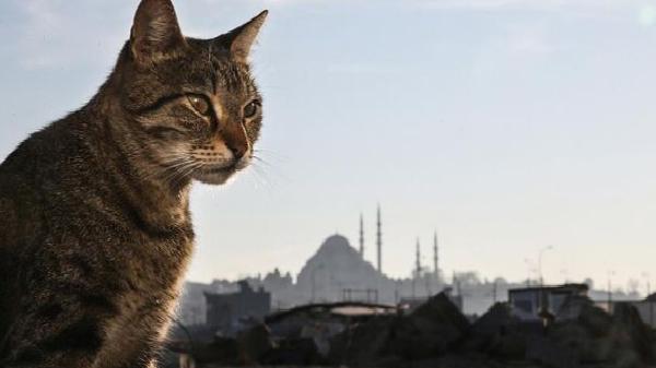 17 Şubat Dünya Kediler Günü: Türkiye’nin ünlü kedileri
