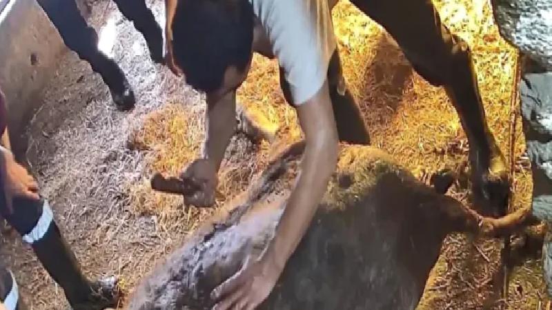 Hamile ineğe anestezisiz sezaryan yapıp ölümüne neden olanlar hakkında suç duyurusu: Bu bir vahşet!