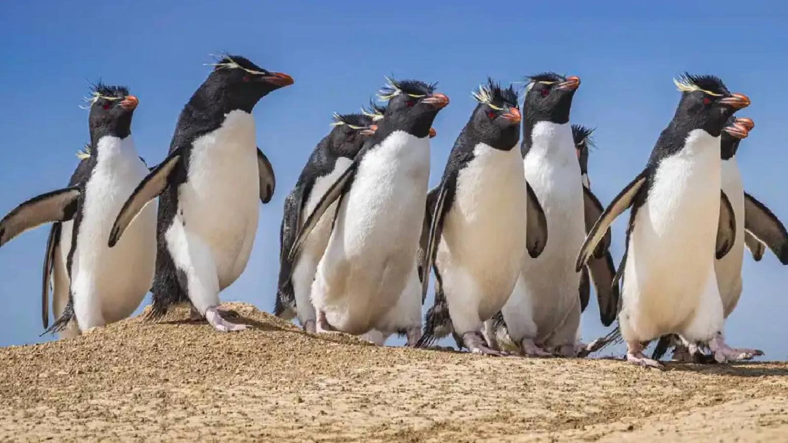 Nihilist penguen: Trump’ın tanımadığı kuş