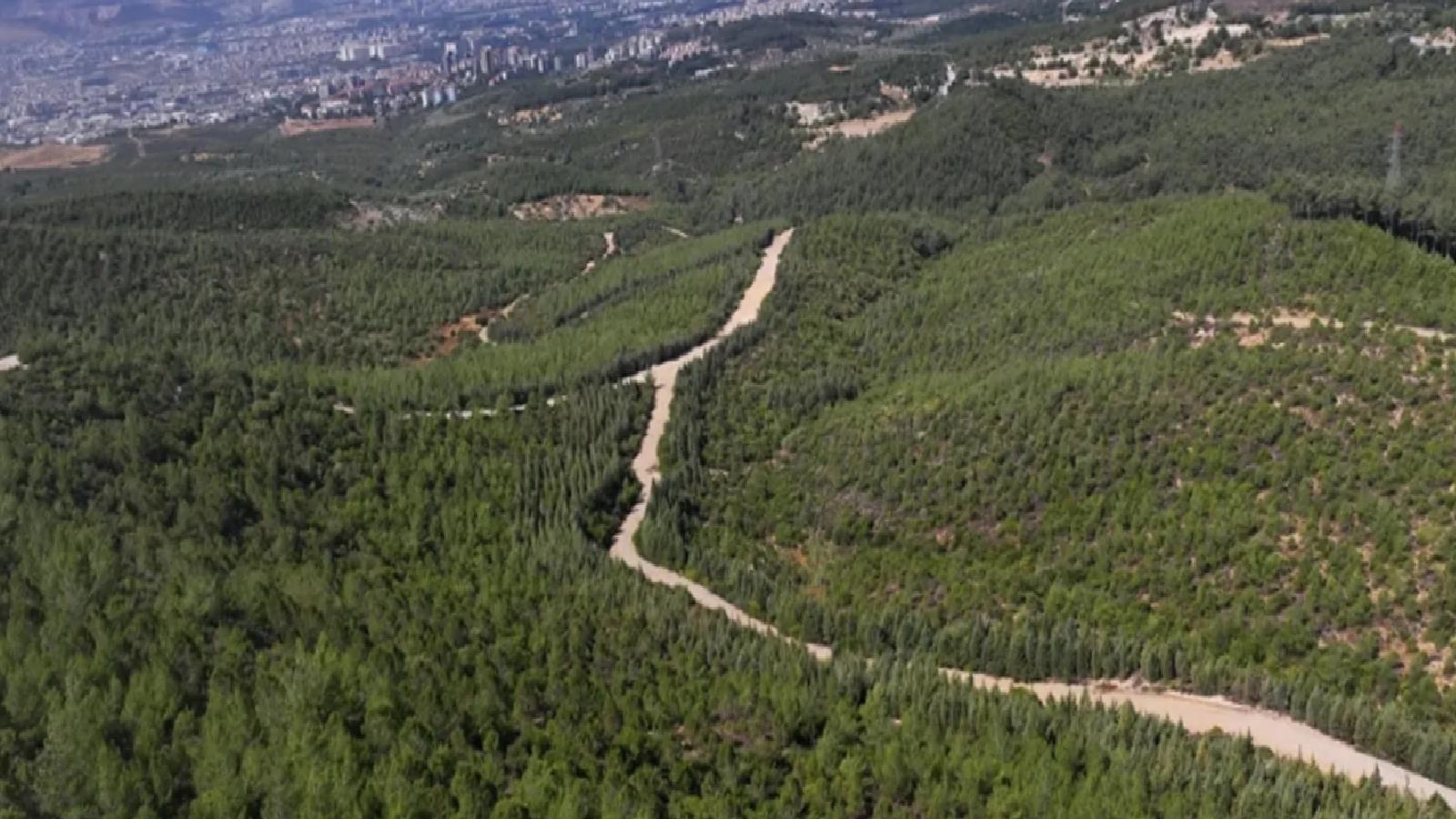 CHP’li Rızvanoğlu: Ormanlar parça parça yok ediliyor