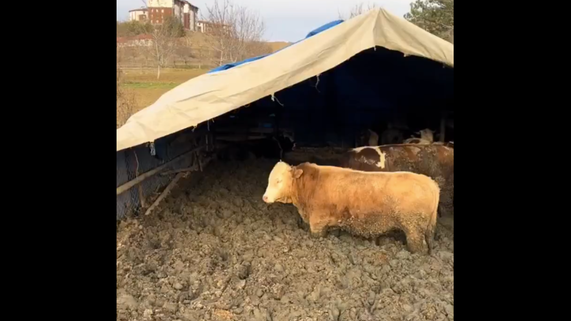 Hayvanlar çamur içindeydi: Bakanlıktan hayvanları uygunsuz koşulda barındıran işletmeye ceza
