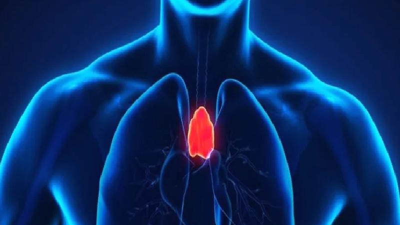 Ergenlikte bittiği sanılıyordu: “Vücudumuzun gizli kahramanı” timusun görevleri