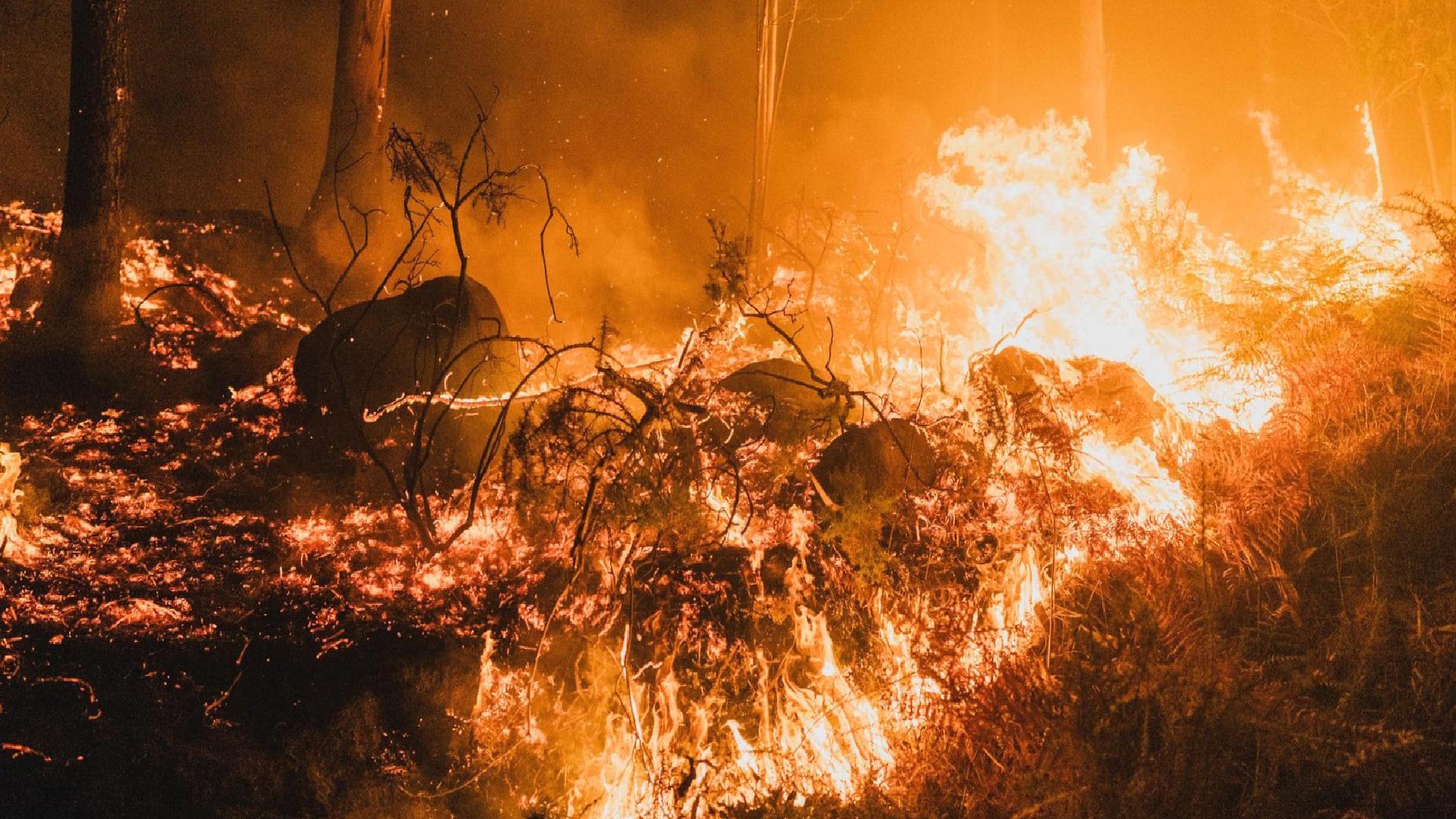 Günlerdir sürüyor: Japonya’daki yangında bin hektar kül oldu