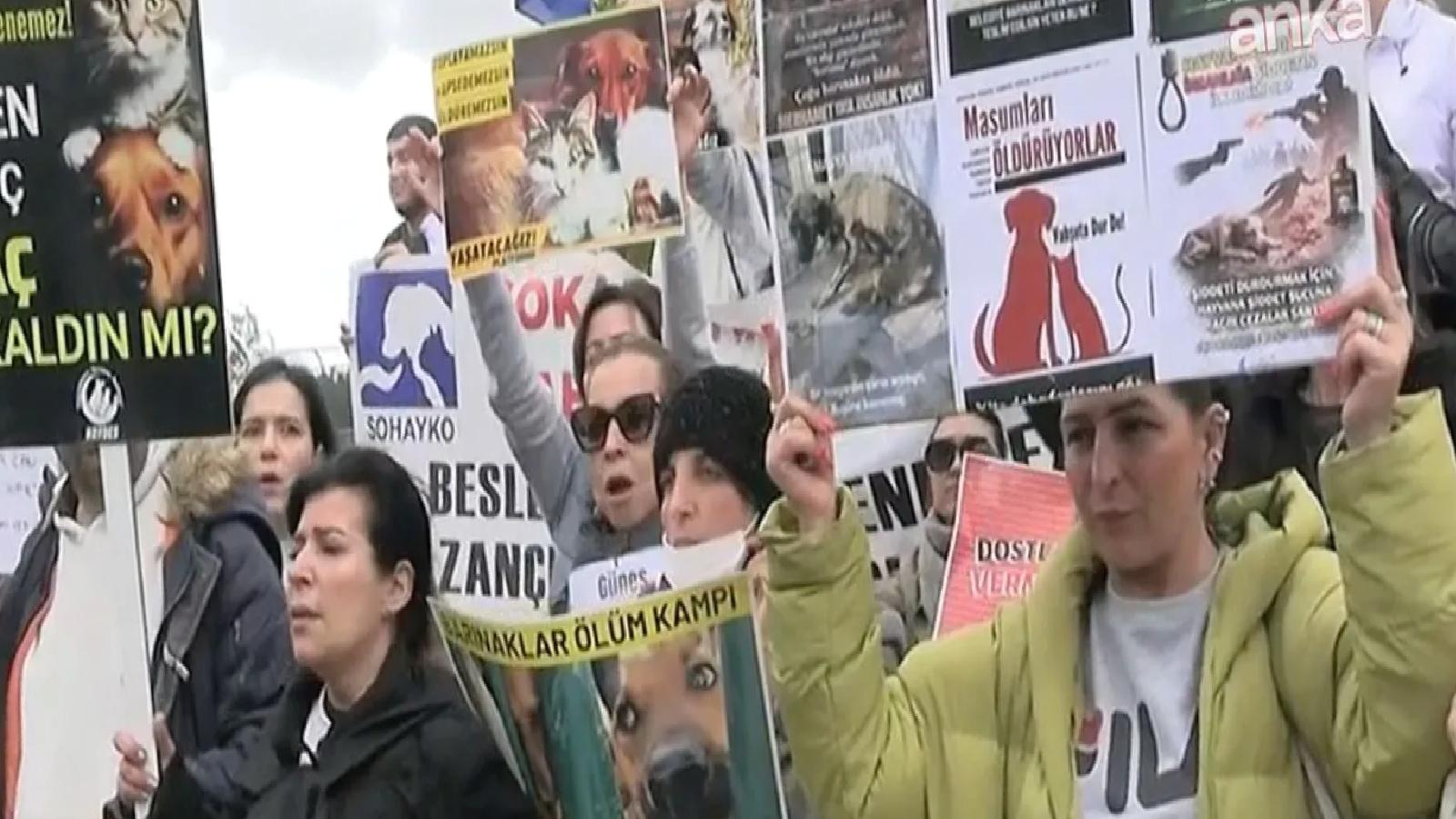 Hayvanseverlerin mücadelesi kazandı; toplatma kararı ve ötanazi geri çekildi