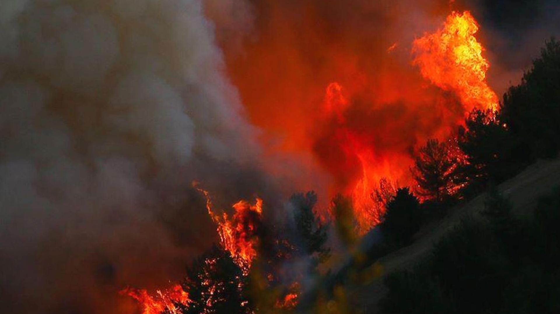 Japonya’da orman yangınları: Binden fazla kişi tahliye edildi