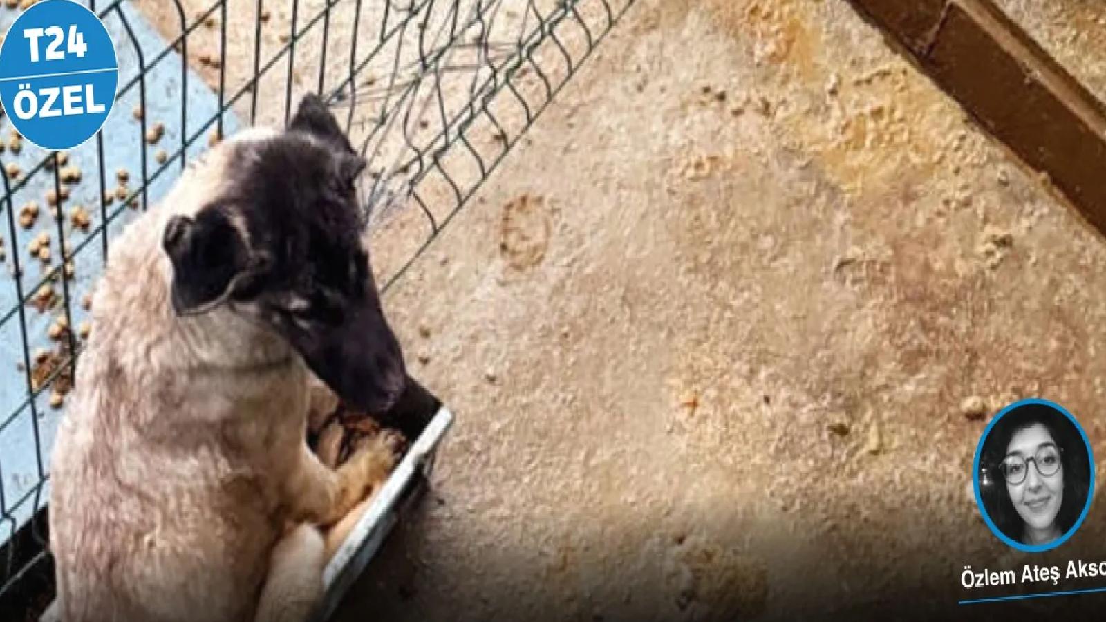 Mamak barınağı davasında ilk duruşma: Sanıklar ‘Hayvanları Koruma Kanunu’na muhalefet’ten de yargılanmalı!