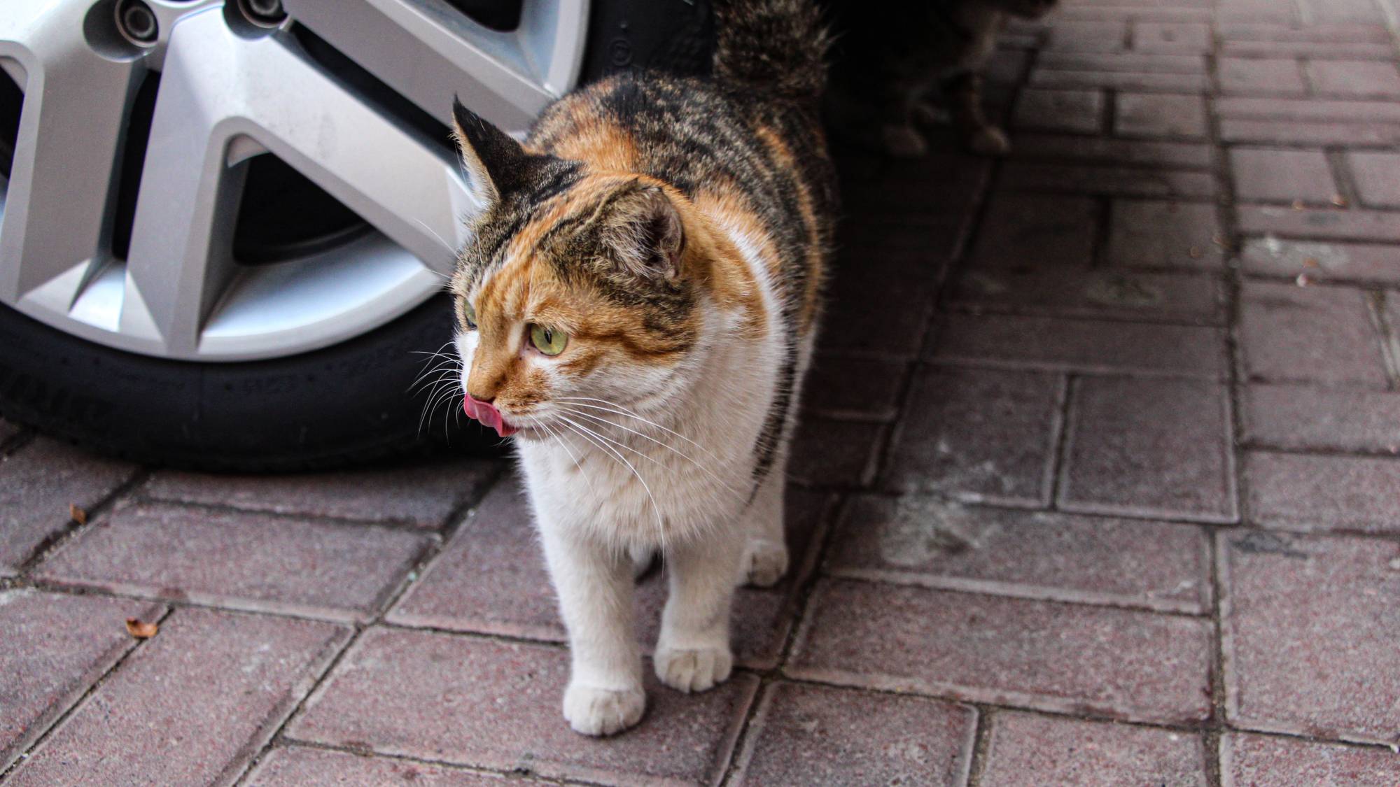 “Sokak kedilerini besleyen kadın darbedildi, kedileri öldürmekle tehdit ettiler” iddiası