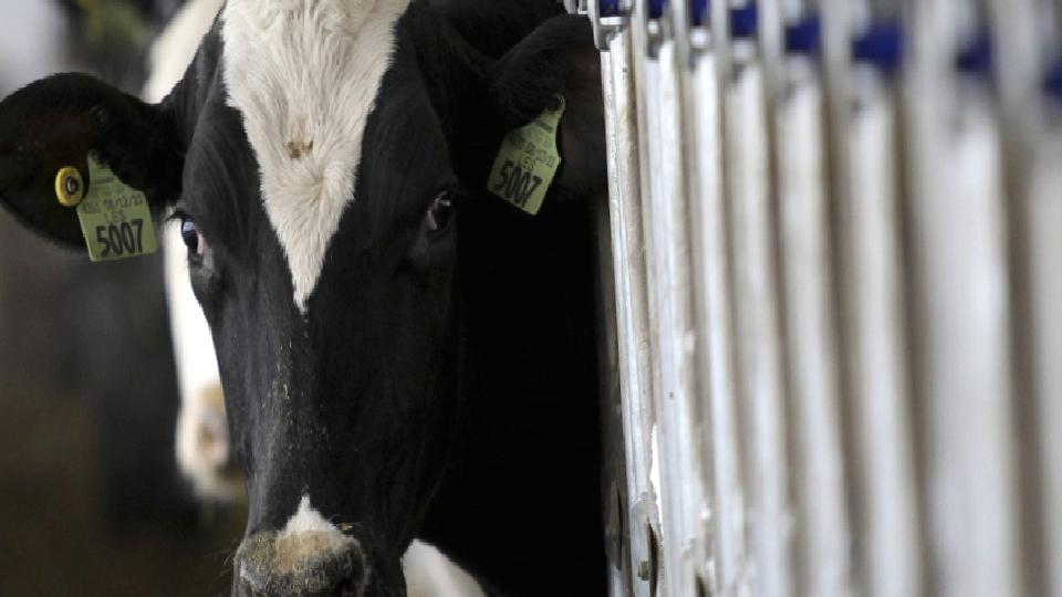 TÜSEDAD Nisan ayı çiğ süt maliyetini açıkladı