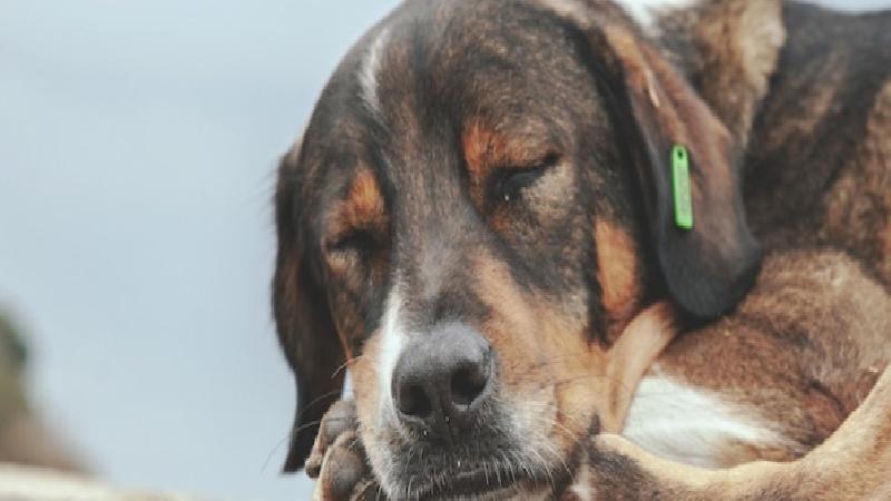 İçişleri Bakanı Mustafa Çiftçi’den ‘sokak köpekleri’ açıklaması: Ekim ayının sonuna kadar hepsi toplanacak; bu durum hayvanlar açısından da iyi
