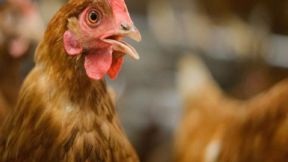 Kayyumda yeni eşik: Tavukçulara örgüt suçlaması