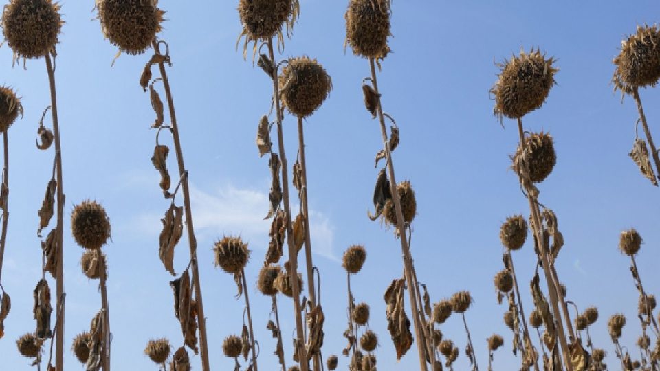 Karadeniz krizi Hindistan’ı alternatif yağlara yöneltti