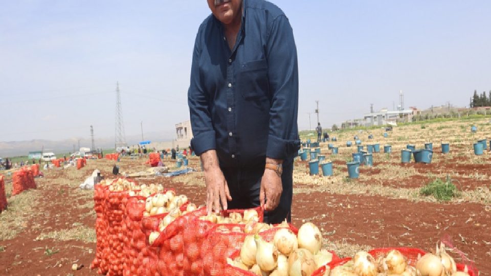 SO-DER: Kuru soğan üretimi biterse ne ithalat ne de fiyat regülasyonları açığı kapatabilir