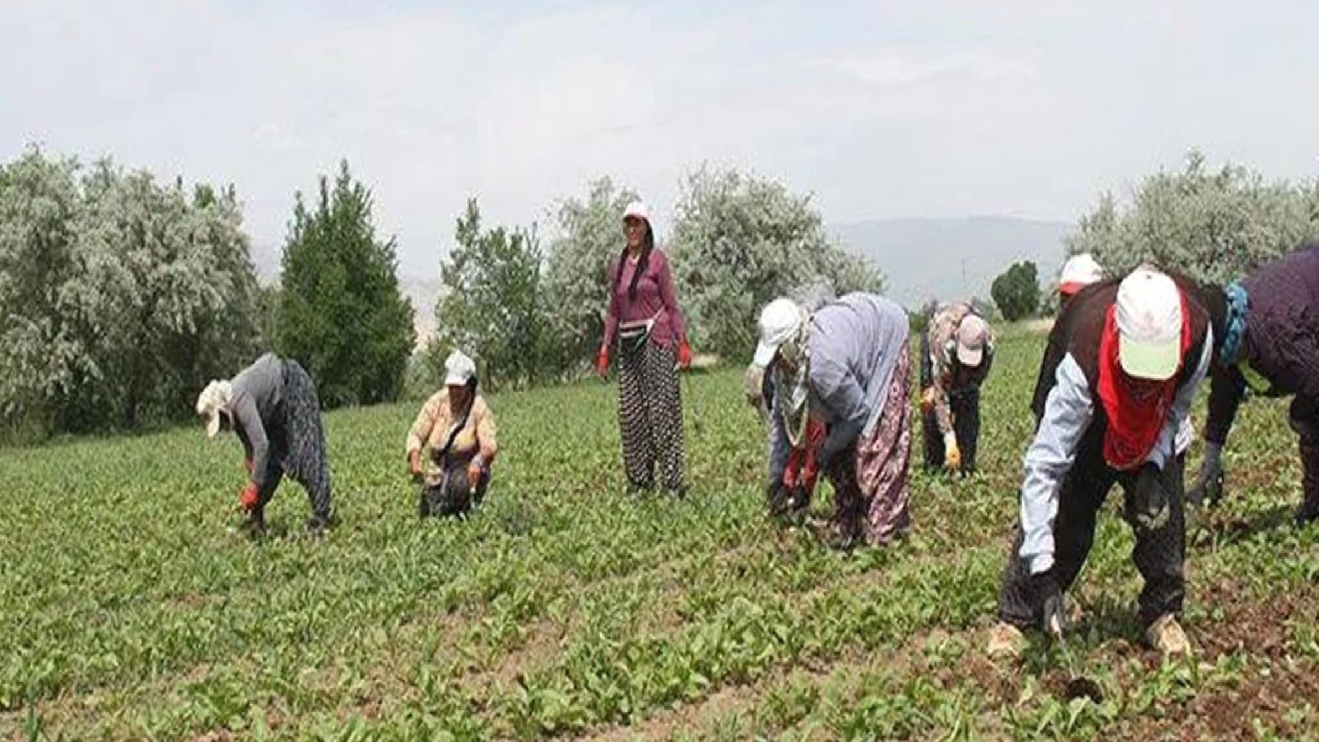 Zonguldak Valiliği açıklama yaptı: Mevsimlik tarım işçilerine saldırı mı oldu?