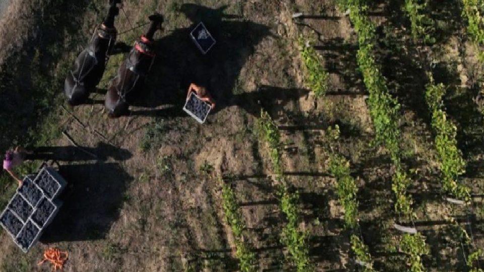 Fransa’da şarap üretimi yaklaşık 70 yılın en düşük seviyesinde